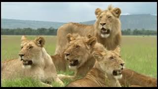 Gerombolan singa afrika mencari mangsa