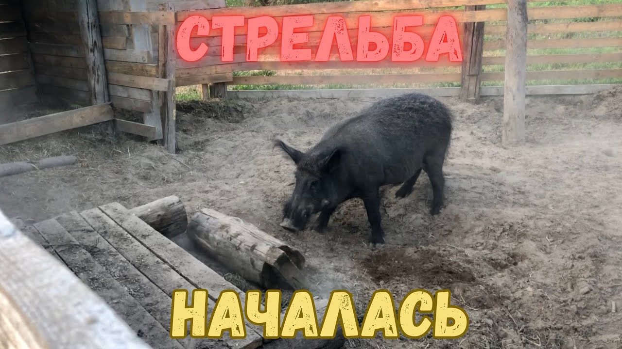 Хутор тузенковых свежее видео. Дикая свинья. Тузенковых Хутор ютуб последнее видео.