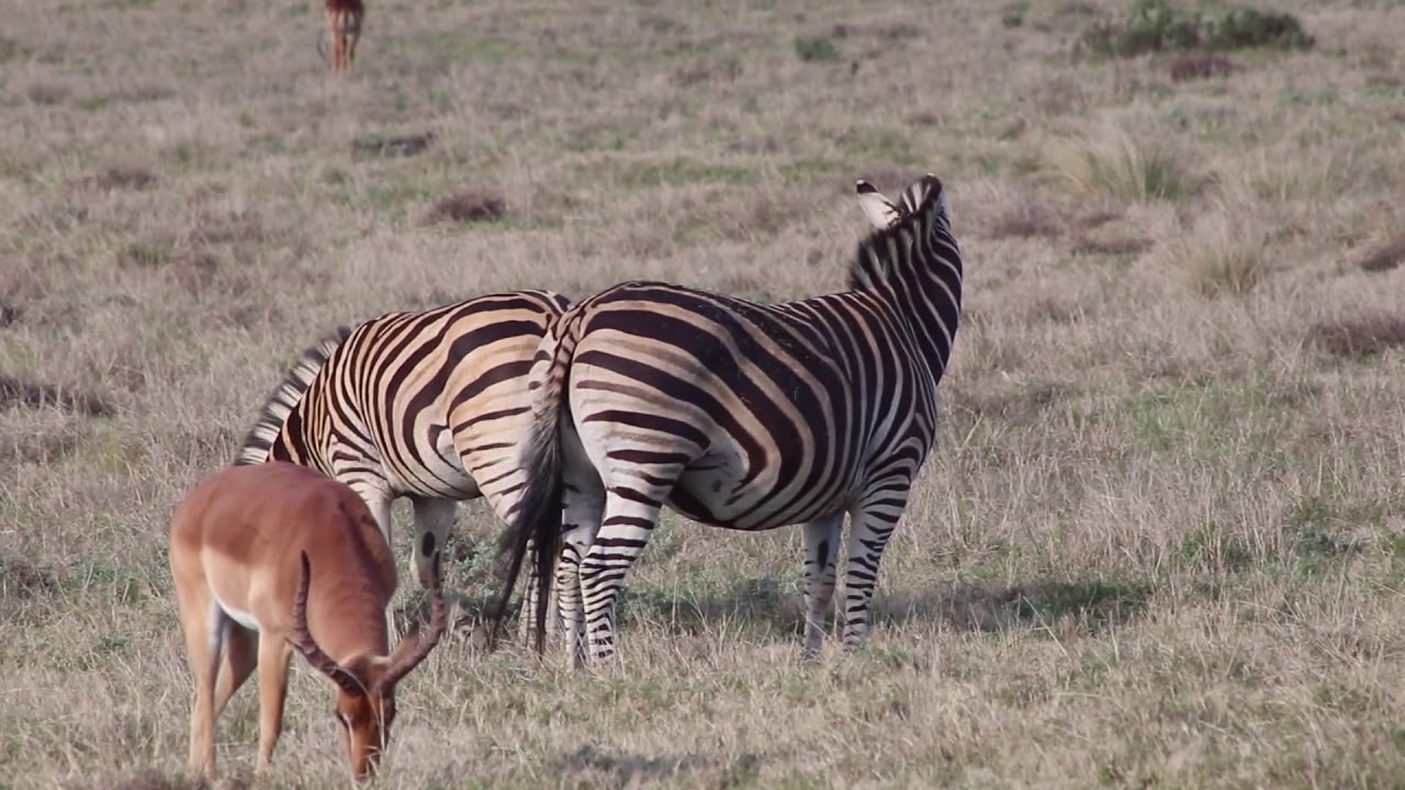 Ciudad del Cabo camera iphone 8 plus apk