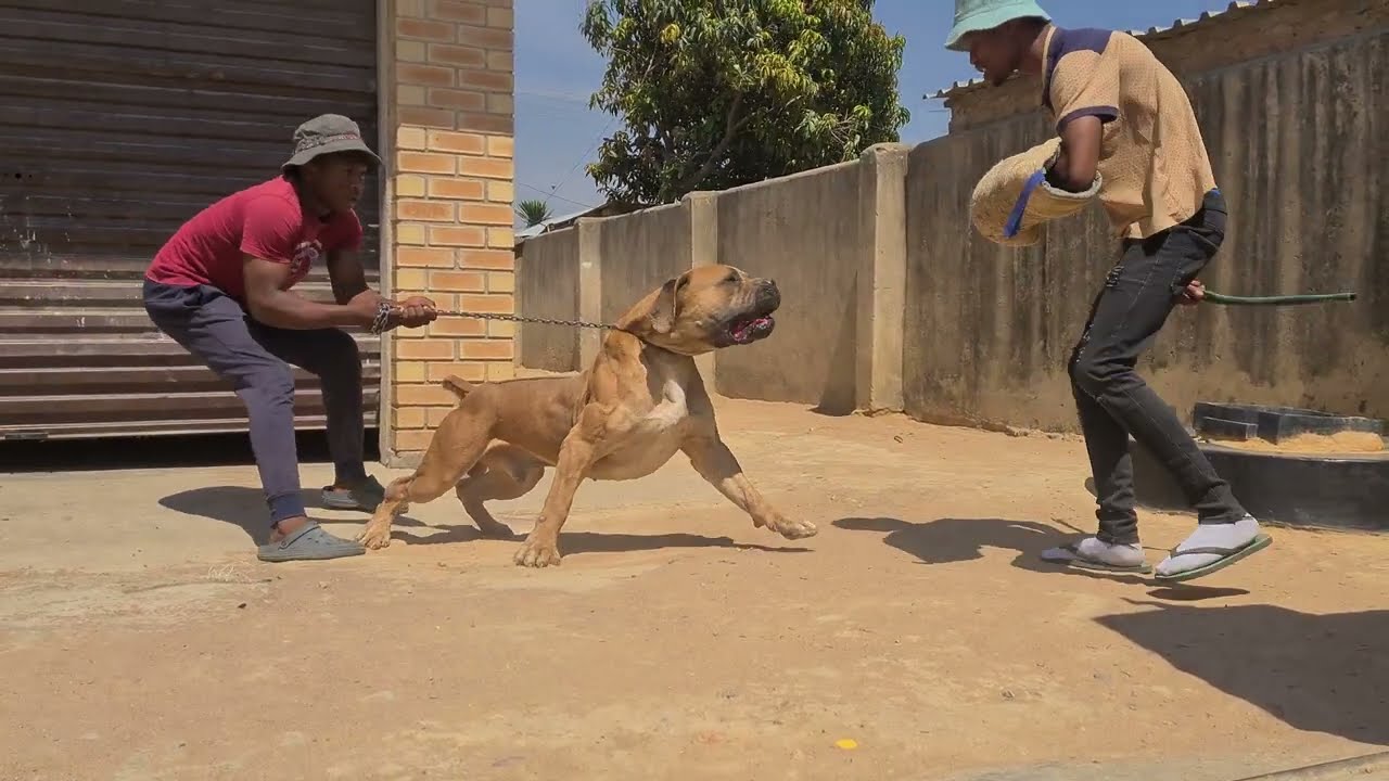 BOERBOEL GUARD DOG ROTECTION TRAINING