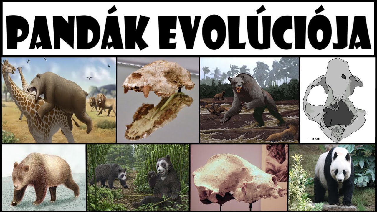 A Pandák Evolúciója (Ailuropodinae)