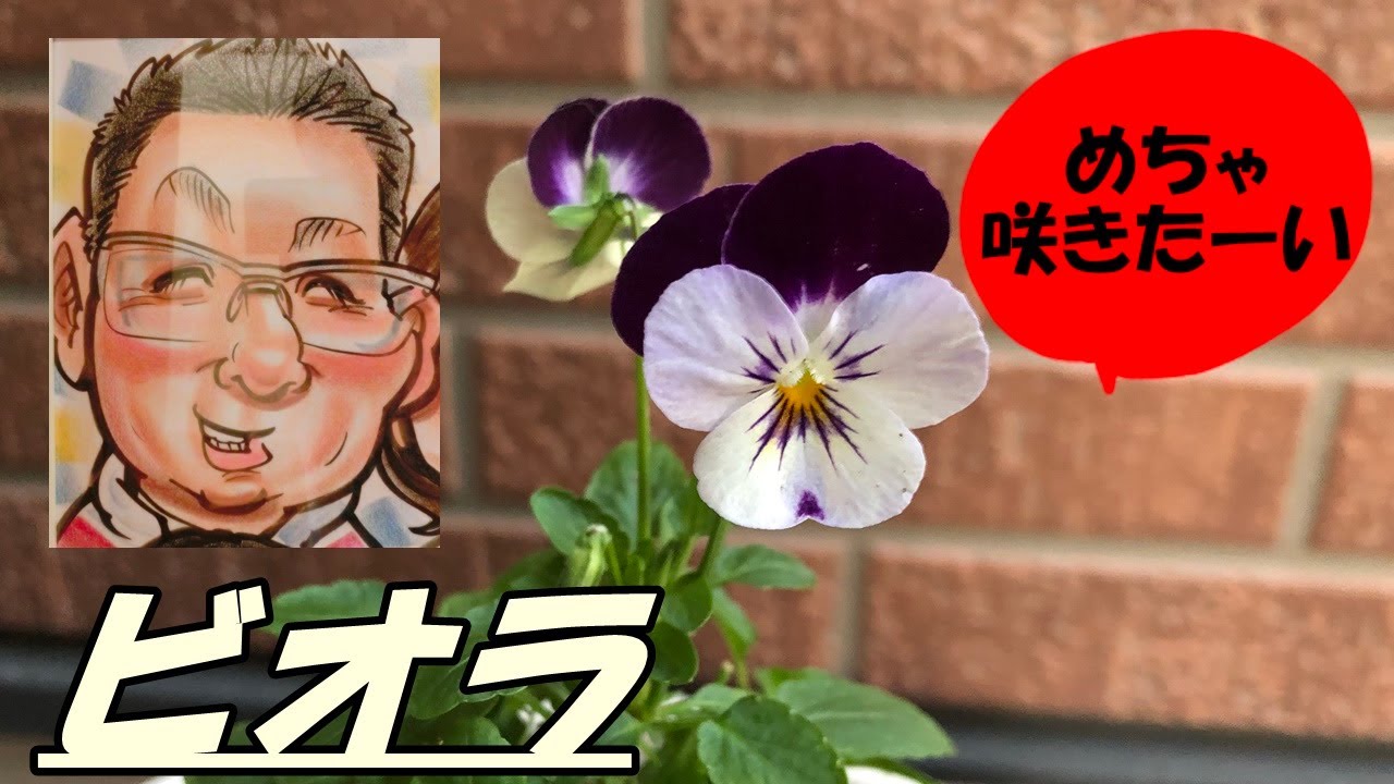 花 ビオラの育て方 摘芯 Youtube