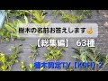 樹木の名前【63種】総集編❗画像のみとなります。【試験】