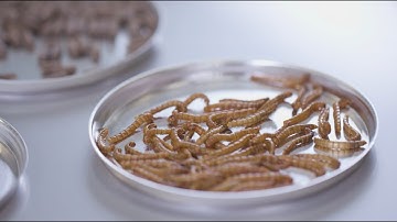 Insect Technology Center