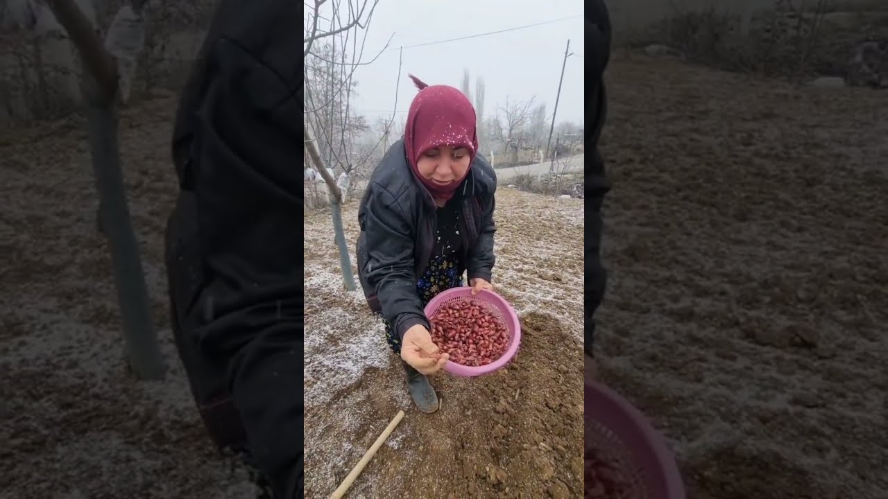 Köyde zamanı geldi A'dan Z'ye soğanın karaca tohumdan kış baş soğana kadar yetiştirme tam  zamanı