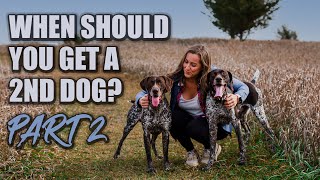 When should you get a 2nd dog? by Tammy Bashore 1,757 views 2 years ago 7 minutes, 44 seconds