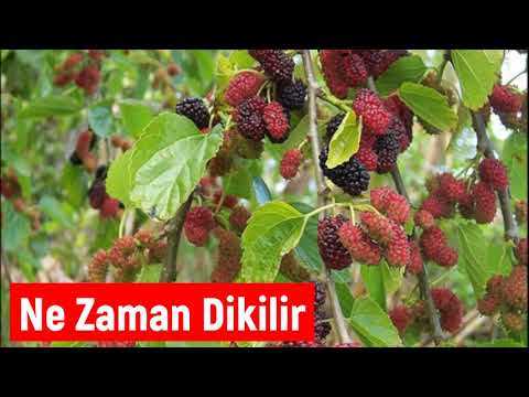 Dut Fidanı Ne Zaman ve Hangi Ayda Dikilir