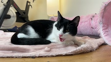 Relaxing with my tuxedo cat as she rolls around on catnip