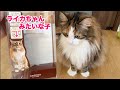 【necoco(ネココ)】猫のブラッシングブラシ