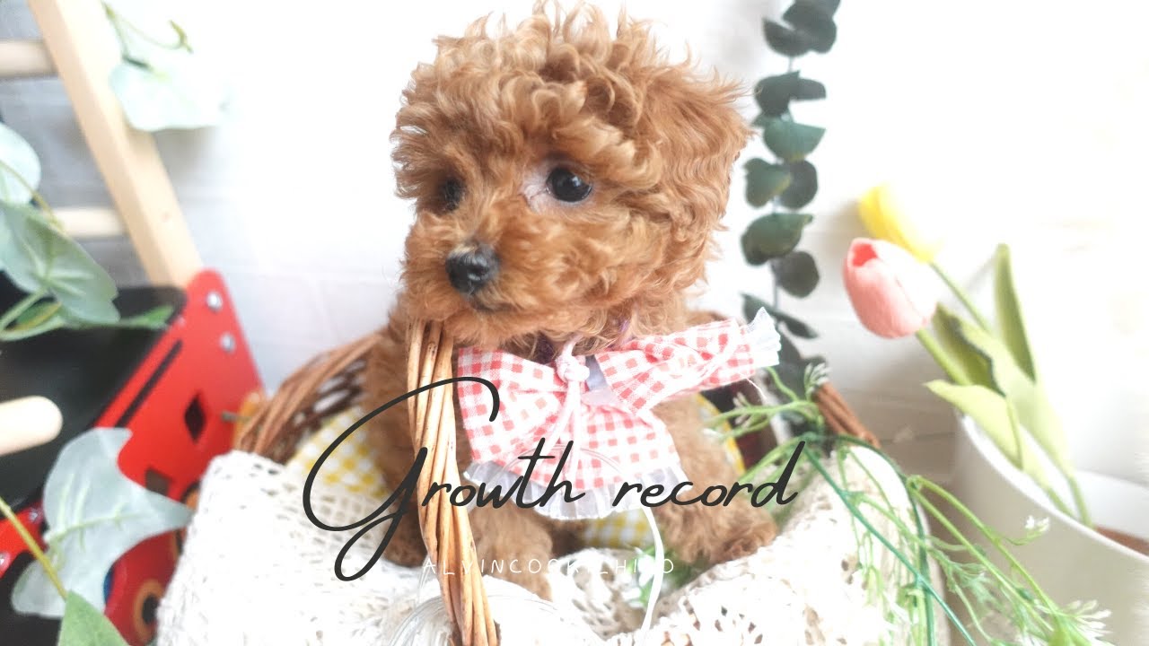 トイプードルブリーダー】出産後～子犬の巣立ち後の様子・成長記録