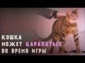 Как отучить котенка кусаться и царапаться - 10 советов