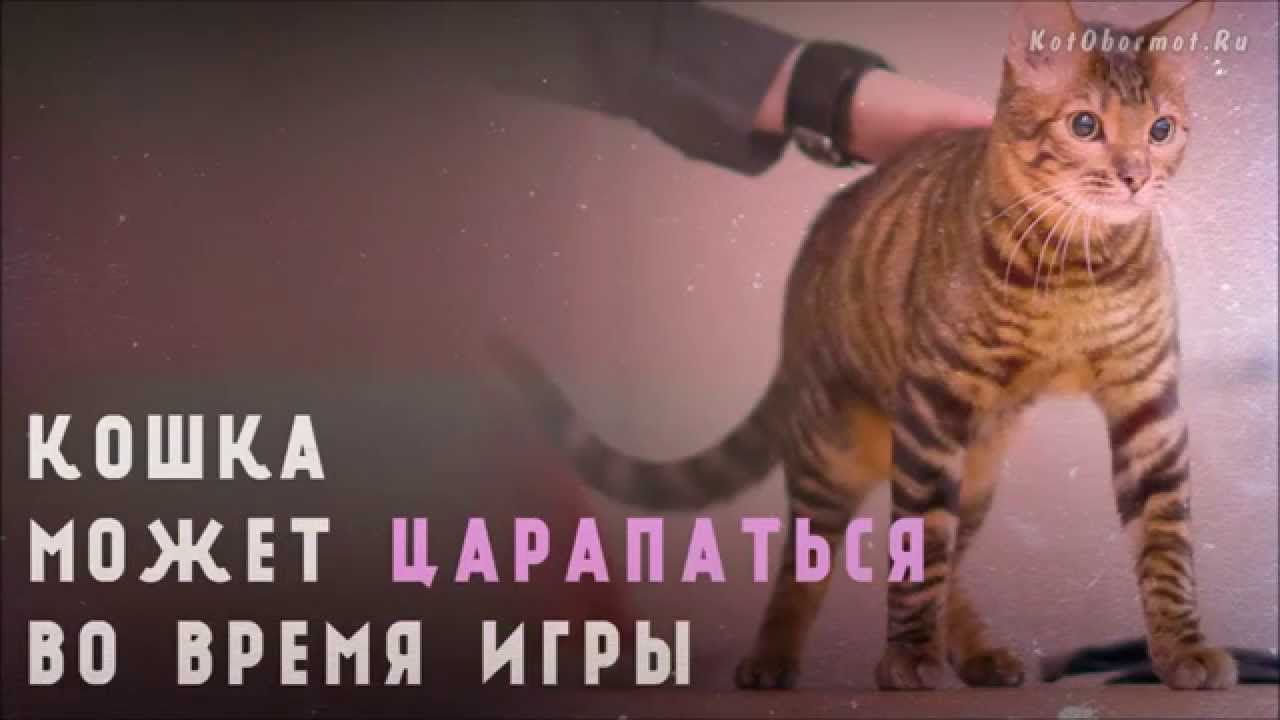 Техники для обучения кота не кусаться