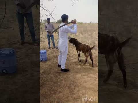 KILLING GOAT IN JUST 1 SHOT!!!!OMG!CHILDREN DON,T WATCH THIS