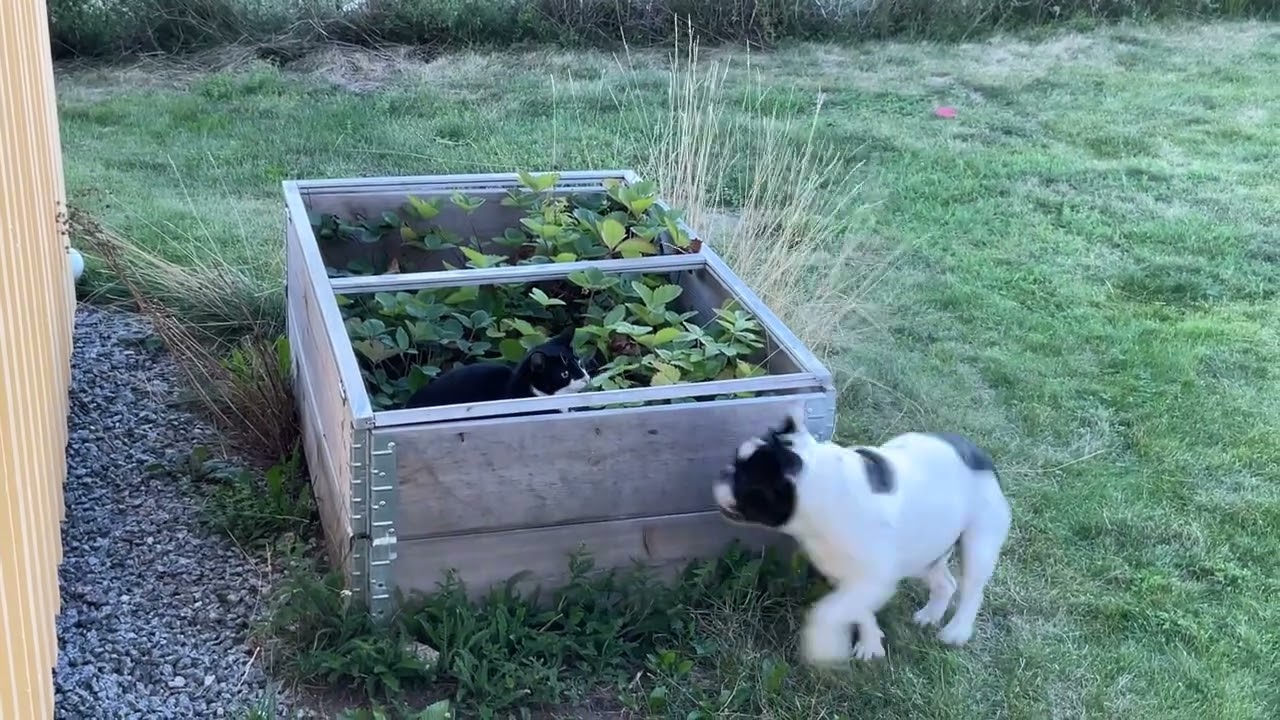 Bulldog plays with cat