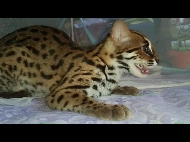 Macan akar atau blacan atau kucing hutan atau asian leopard cat