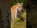 Tiger Species With Less Than 150 Left on Earth #interestingfacts #endangeredspecies #wildlife