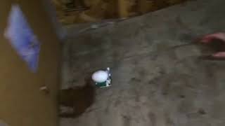 egg cart physics 0.5m