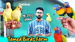 ₹1500 முதல் | Tamed Birds Farm Tour | தமிழ் | For SALES | Delivery Available | @GoldenFarmingg