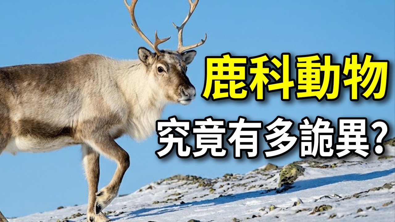 聖誕老人被騙了？拉雪橇的根本不是麋鹿！揭開鹿科動物的跨國命名大烏龍，看完懷疑人生！#鹿科動物 #聖誕老人 #麋鹿 #馴鹿 #冷知識 #動物科普