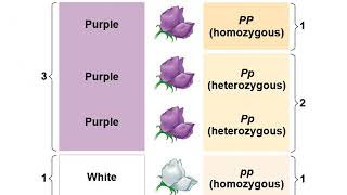 Chapter14: Mendel and the Gene Idea