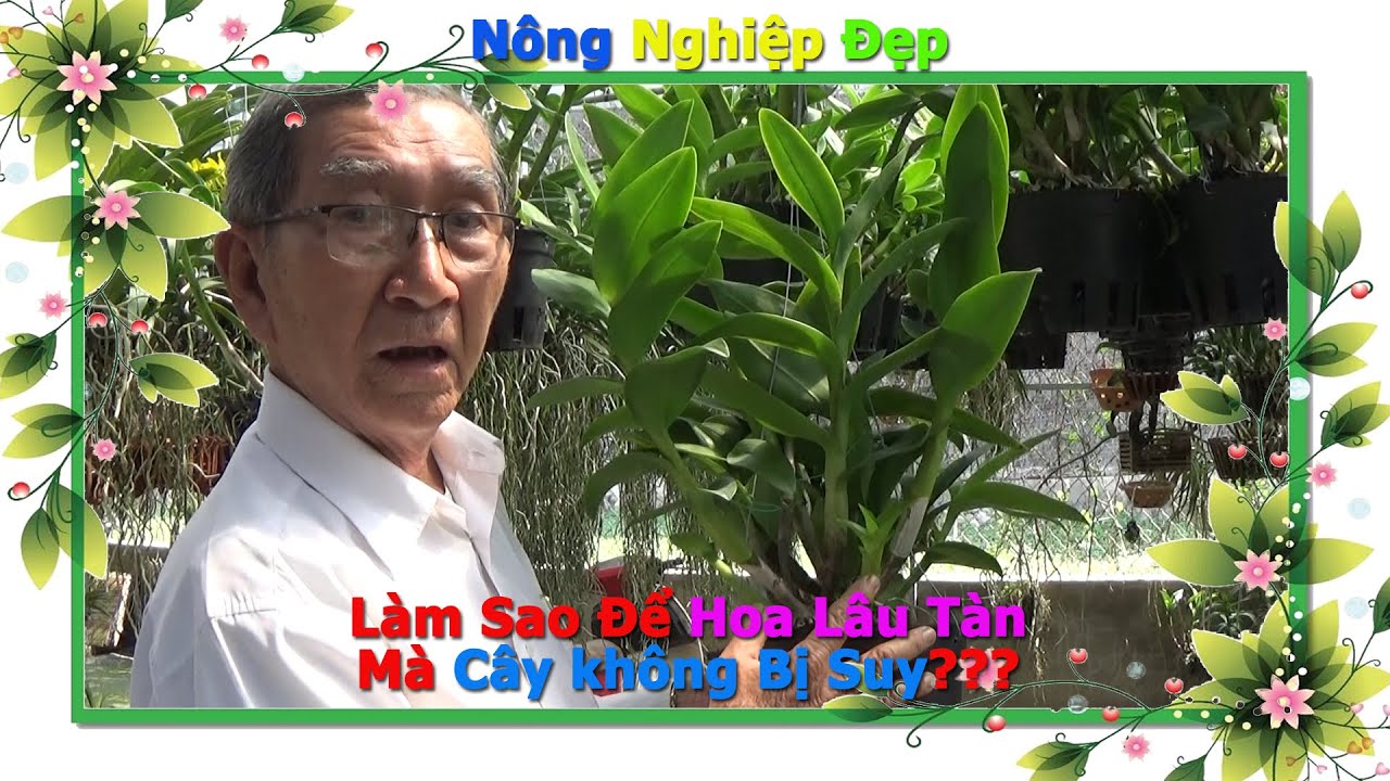 Muốn HOA Lâu Tàn Mà Không Bị Suy Thì Làm Sao??? | Thầy Tám Ngọc | Super Roots B1 #Nông_Nghiệp_Đẹp