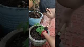 Nivyan Doing Planting Activities