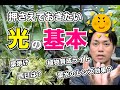 【初心者向け】観葉植物に必要な光について(植物育成ライトはオススメです)