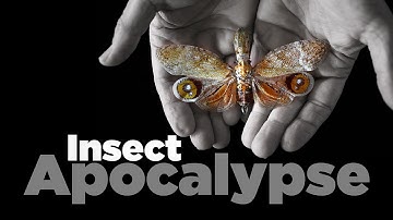Insect Apocalypse | UConn