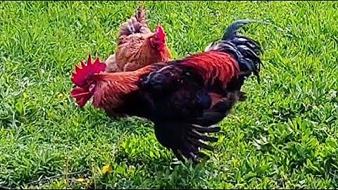 Rooster that sees everything. Le coq qui voit tout. Der Hahn, der alles sieht.모든 것을 보는 수탉.すべてを見るオンドリ