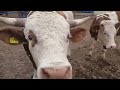 Bulls and cows in farm #part 13- Daily Farming 2019
