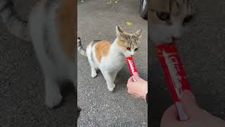 初めて日本のチュールを食べた海外の猫の反応がこちらです