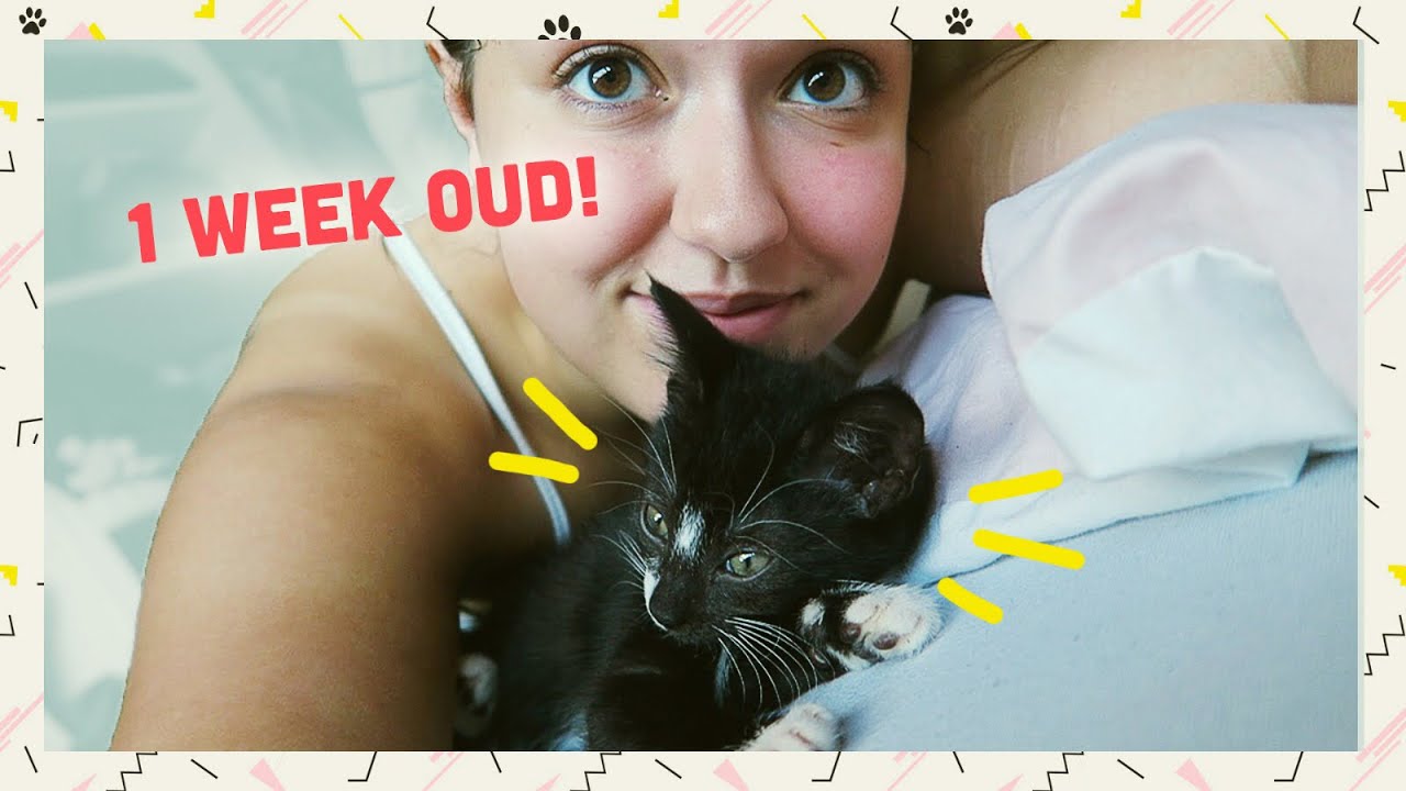 MIJN KITTEN ROUTINE (7 kittens) - YouTube