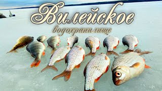 Вилейское водохранилище.Поиск и ловля зачётной плотвы зимой