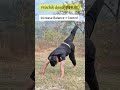 4 Traditional Pushups🧘♀️💪#viralvideo #yogajourney #pushups #motivation #yogaskills