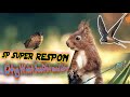 Suara Burung Walet Alam Lihat Dengar Dan Perhatikan Mp3 - Mp4 Download