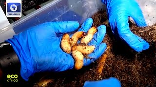 How To Breed Weevil Larvae, Detecting Illegal Mines In Senegal + More | Eco Africa