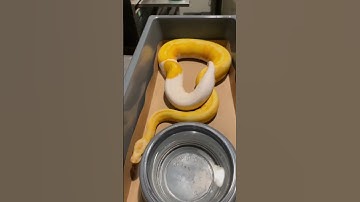 Ball Python Genetics Projects - BH Lavender Pied