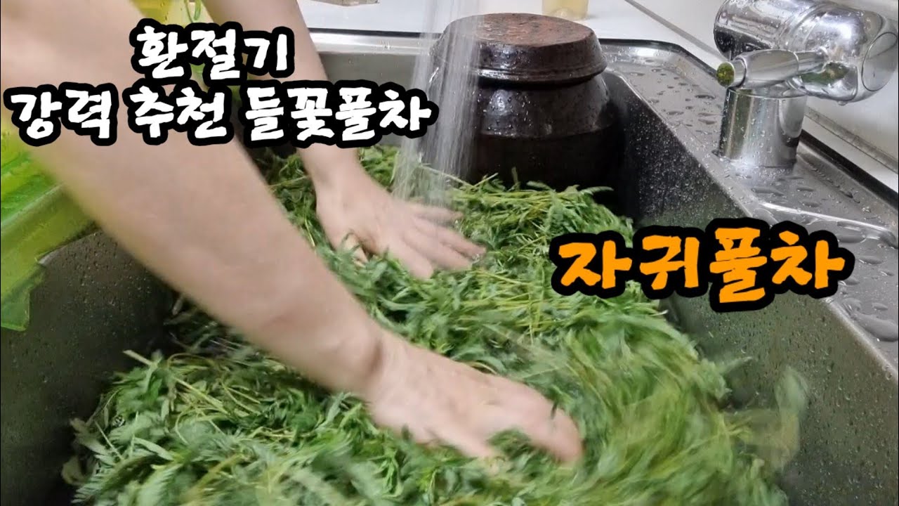 224.으슬으슬 춥고 열날 때 자귀풀차.sensitive joint vetch. - YouTube