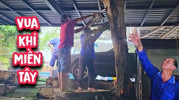 Vua Khỉ cưa hạ gốc cây Bàng nằm bên dưới nhà xe cực kì khó.