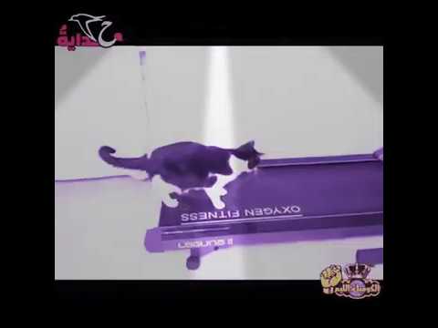 القطط تلعب رياضه