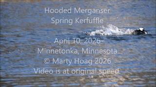 Hooded Merganser Spring Kerfuffle