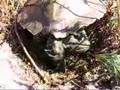 Northern Map Turtle Burying Her Eggs