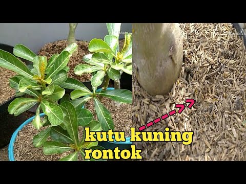 Video: Tumbuhan Yang Menghalau Aphid Secara Semulajadi - Mengawal Aphid Dengan Tumbuhan