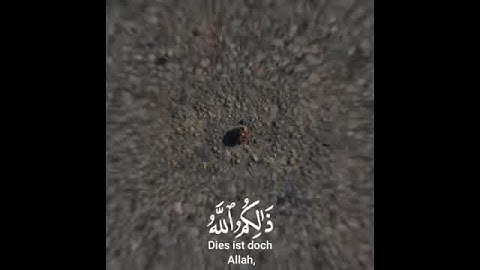 تلاوه تزلزل القلوب 🌺❤️ بصوت ياسر الدوسري 💖 حالات واتس اب قرأن