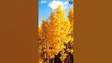 The Stunningly Vibrant Fall Colors of Aspen, Colorado!