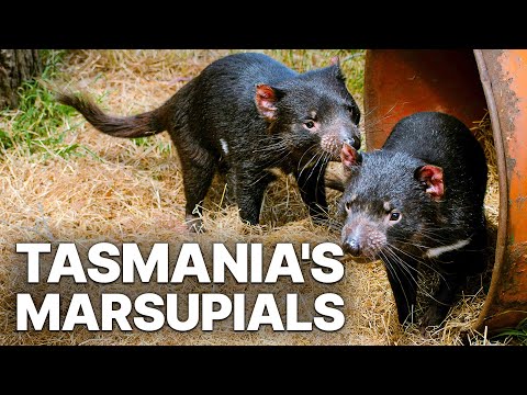 Tasmania's Marsupials | Insight Into A World Hidden From Humans