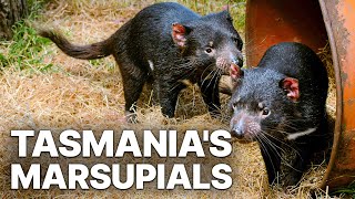 Tasmania's Marsupials | Insight Into A World Hidden From Humans