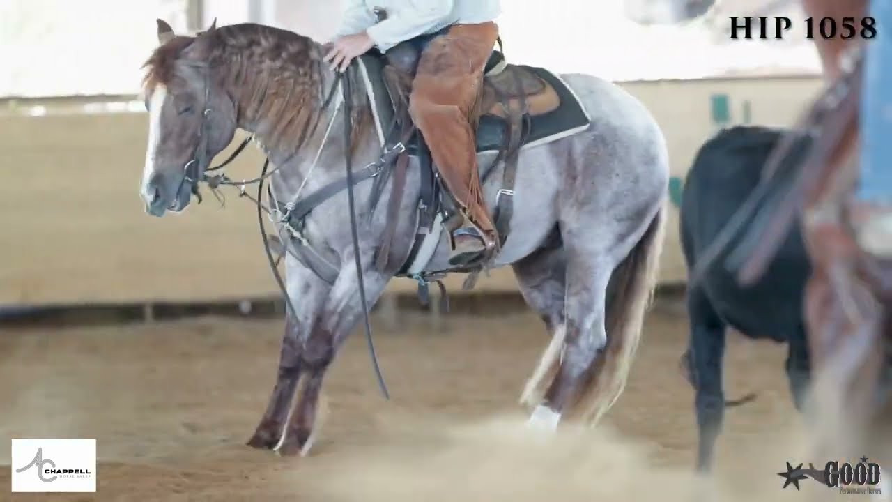 Sisters Metallic Cat - hip 1058