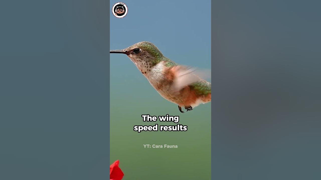 Meet the Only Bird that Can Fly Backwards! shorts birds hummingbird