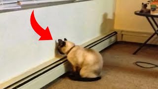 Сat Stares At Wall In New House For Days, Then She Finds Hidden Door behind It